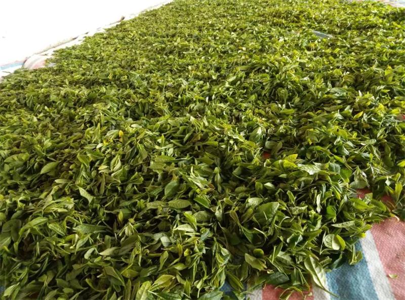 满山春茶绿，众人采茶乐 — 旅游公司圆满开启采春茶活动！